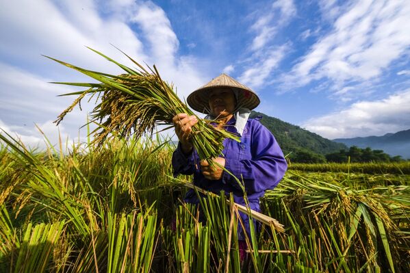 امرأة من سكان مقاطعة هوا بين، فيتنام، ترتدي قبعة مخروطية الشكل تحصد الأرز في وادي ماي تشاو. - سبوتنيك عربي