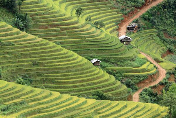 مصاطب الأرز في منطقة مو كانغ تشاي، مقاطعة ين باي، فيتنام.على الجبال التي يتراوح ارتفاعها بين 1000 و2000 متر فوق مستوى سطح البحر، يزرع مزارعو الهمونغ الأرز في هذه الحقول المصاطب منذ مئات السنين. - سبوتنيك عربي
