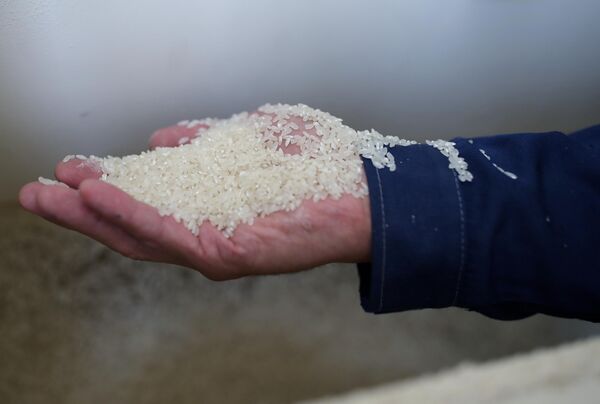 موظف يحمل الأرز على خط المعالجة في مصنع تابع لشركة AFG National القابضة في مقاطعة كراسنودار الروسية.  - سبوتنيك عربي