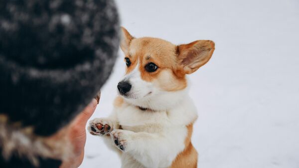 كلب أليف - سبوتنيك عربي
