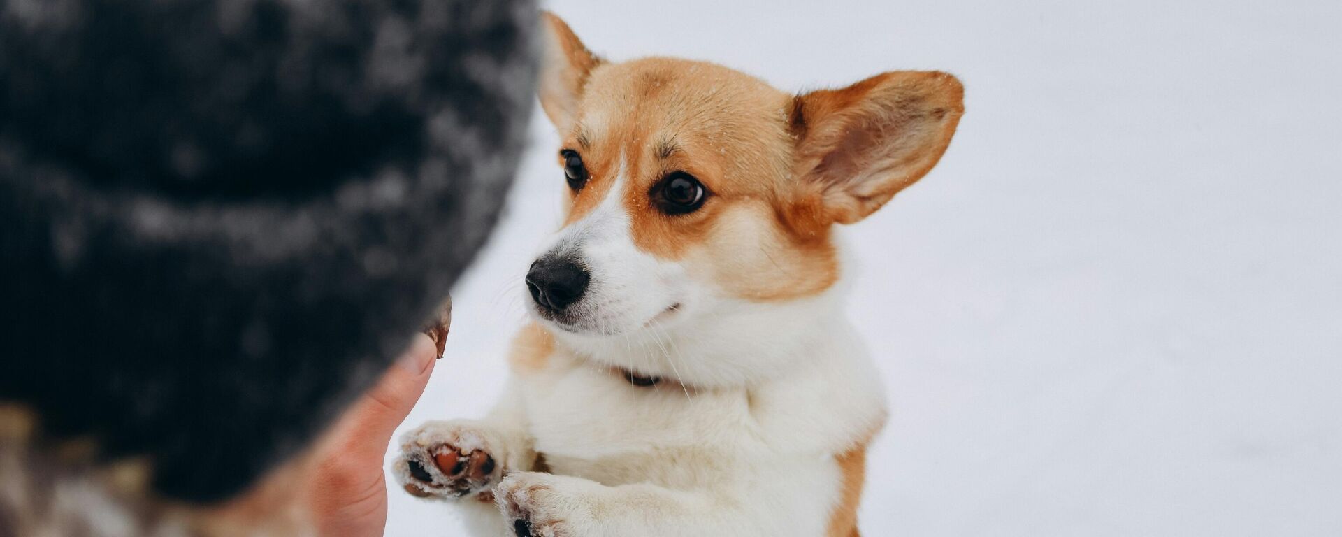 كلب أليف - سبوتنيك عربي, 1920, 21.09.2025