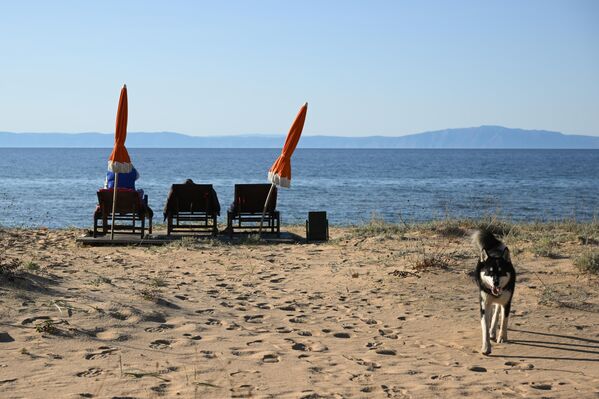 كلب صيد يتجول على شاطئ بحيرة "بايكال" - سبوتنيك عربي