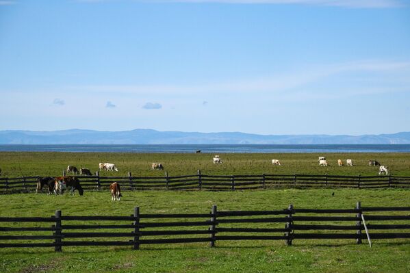 أبقار ترعى في مرج على ضفاف بحيرة "بايكال" في جمهورية بورياتيا الروسية - سبوتنيك عربي