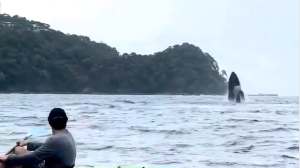 مغامرون على متن قارب صغير يجدون أنفسهم وجها لوجه مع عمالقة البحر - سبوتنيك عربي