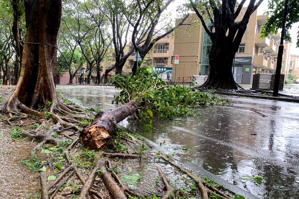 شجرة تسقطت في أحد الشوارع بسبب إعصار "راغاسا". - سبوتنيك عربي