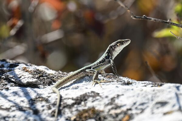 سحلية القرم في مدينة الكهوف "إسكي كيرمن". - سبوتنيك عربي
