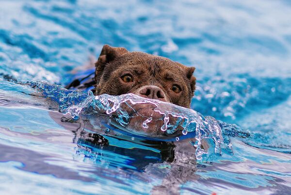 كلب يسبح في مسبح خارجي للكلاب في فرويدنشتات، ألمانيا. - سبوتنيك عربي