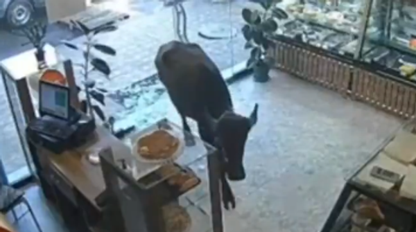 في حادثة غريبة...بقرة تهاجم متجر حلويات في أذربيجان - سبوتنيك عربي