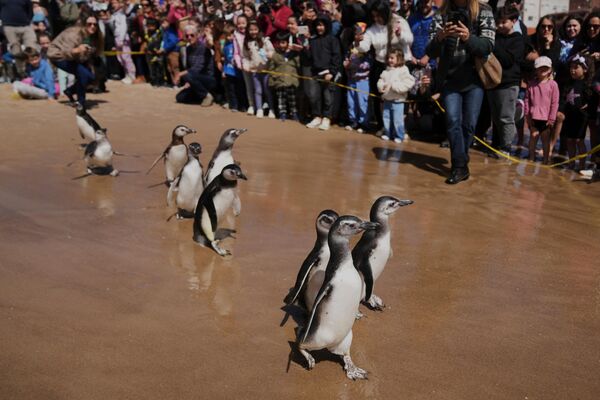 طيور البطريق تسير نحو المحيط بعد خضوعها لعملية إعادة تأهيل، في بونتا ديل إستي، الأوروغواي. - سبوتنيك عربي