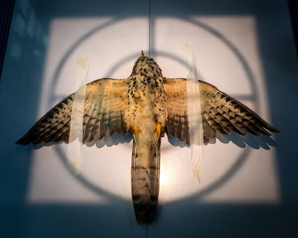 صورة بالأشعة السينية لطائر الصقر المصاب الذي تم إنقاذه بعد أن صدمته سيارة، الهند. صورة بالأشعة السينية لطائر الصقر المصاب الذي تم إنقاذه بعد أن صدمته سيارة، الهند. - سبوتنيك عربي