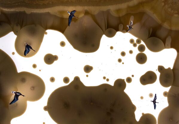 لقطة جميلة لطيور الأوز من الجو، المجر. لقطة جميلة لطيور الأوز من الجو، المجر. - سبوتنيك عربي