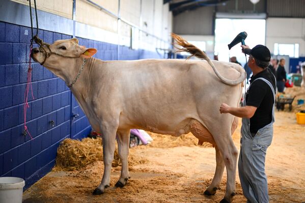 معرض الألبان لأجود أنواع الأبقار الحلوب في ساحة "باث آند ويست شوغراوند"، إنجلترا. - سبوتنيك عربي