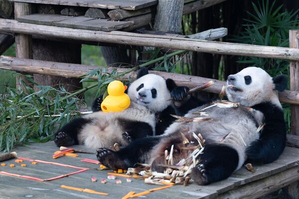 دببة الباندا تستلقي على الأرض خلال الاحتفال باليوم الوطني في حديقة حيوان تشونغتشينغ، الصين. - سبوتنيك عربي