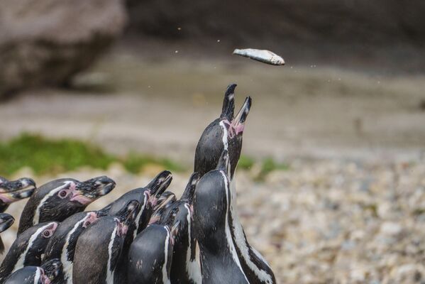 طيور البطريق تلتقط الأسماك أثناء إطعامها في "يوم حديقة الحيوان"، فرانكفورت، ألمانيا - سبوتنيك عربي