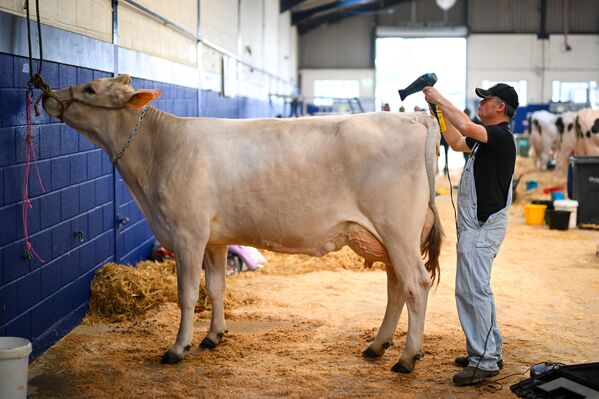 معرض الألبان لأجود أنواع الأبقار الحلوب في ساحة "باث آند ويست شوغراوند"، إنجلترا - سبوتنيك عربي