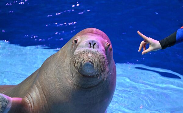 الفظ خلال العرض الأول لبرنامج &quot;بحر الأحلام&quot; في موسكفاريوم،  موسكو - سبوتنيك عربي