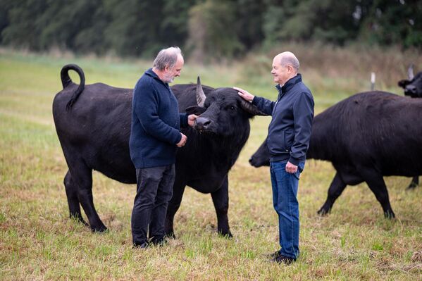 المستشار الألماني السابق أولاف شولتز مع مزارع وجاموس  خلال زيارة إلى جمعية تعاونية للحفاظ على الزراعة - سبوتنيك عربي