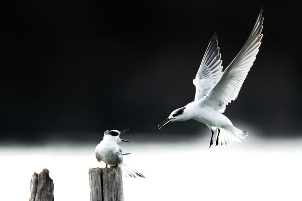 الطيور تتنافس بعضها مع بعض للوقوف على فروع أشجار جافة، تركيا - سبوتنيك عربي