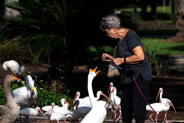 أوزة تصرخ بصوت عال على امرأة تطعم الطيور في بحيرة إيولا بارك في أورلاندو، فلوريدا، الولايات المتحدة الأمريكية - سبوتنيك عربي