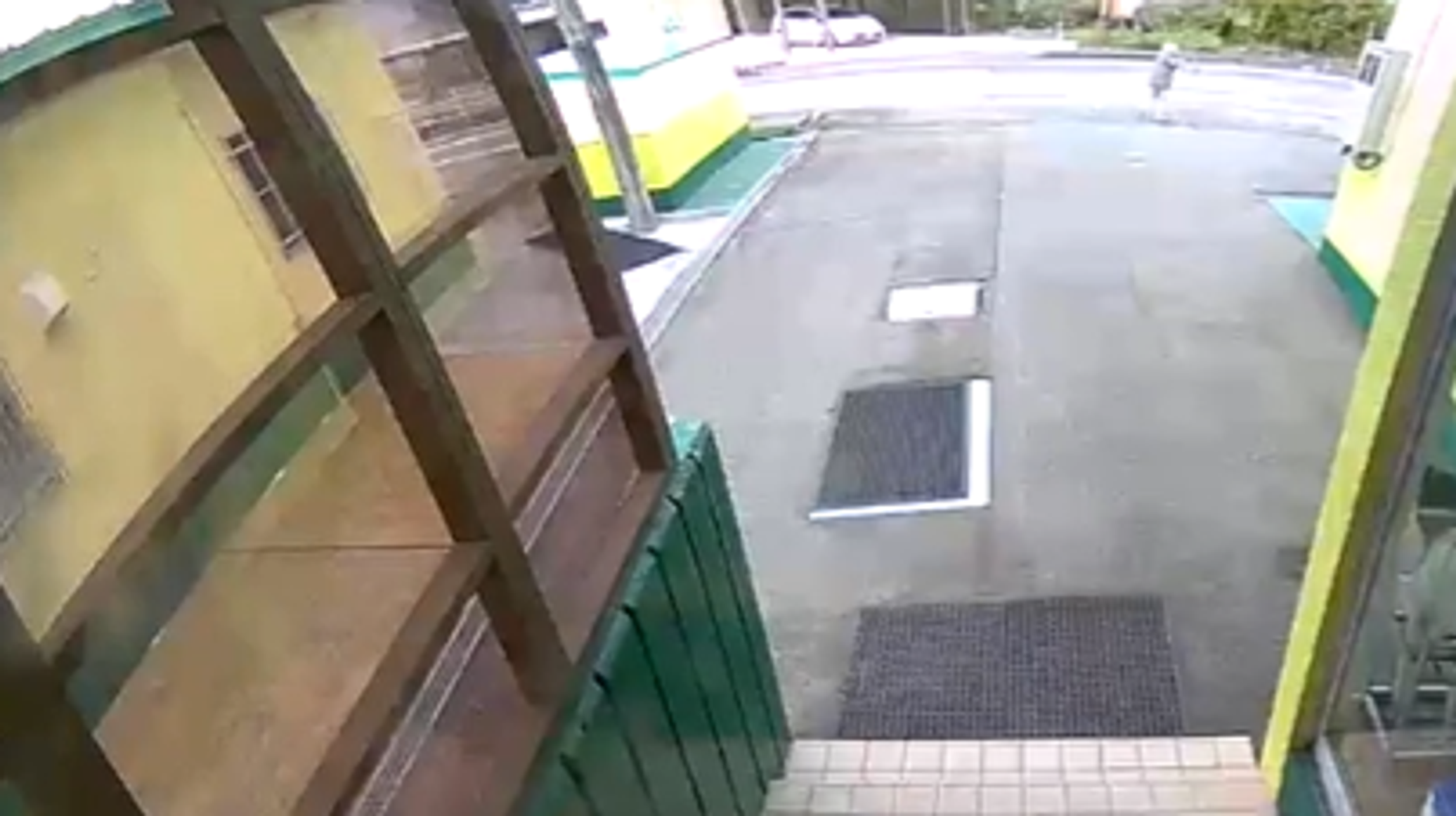 دب ينقض على سيدة أثناء سيرها في الشارع... فيديو