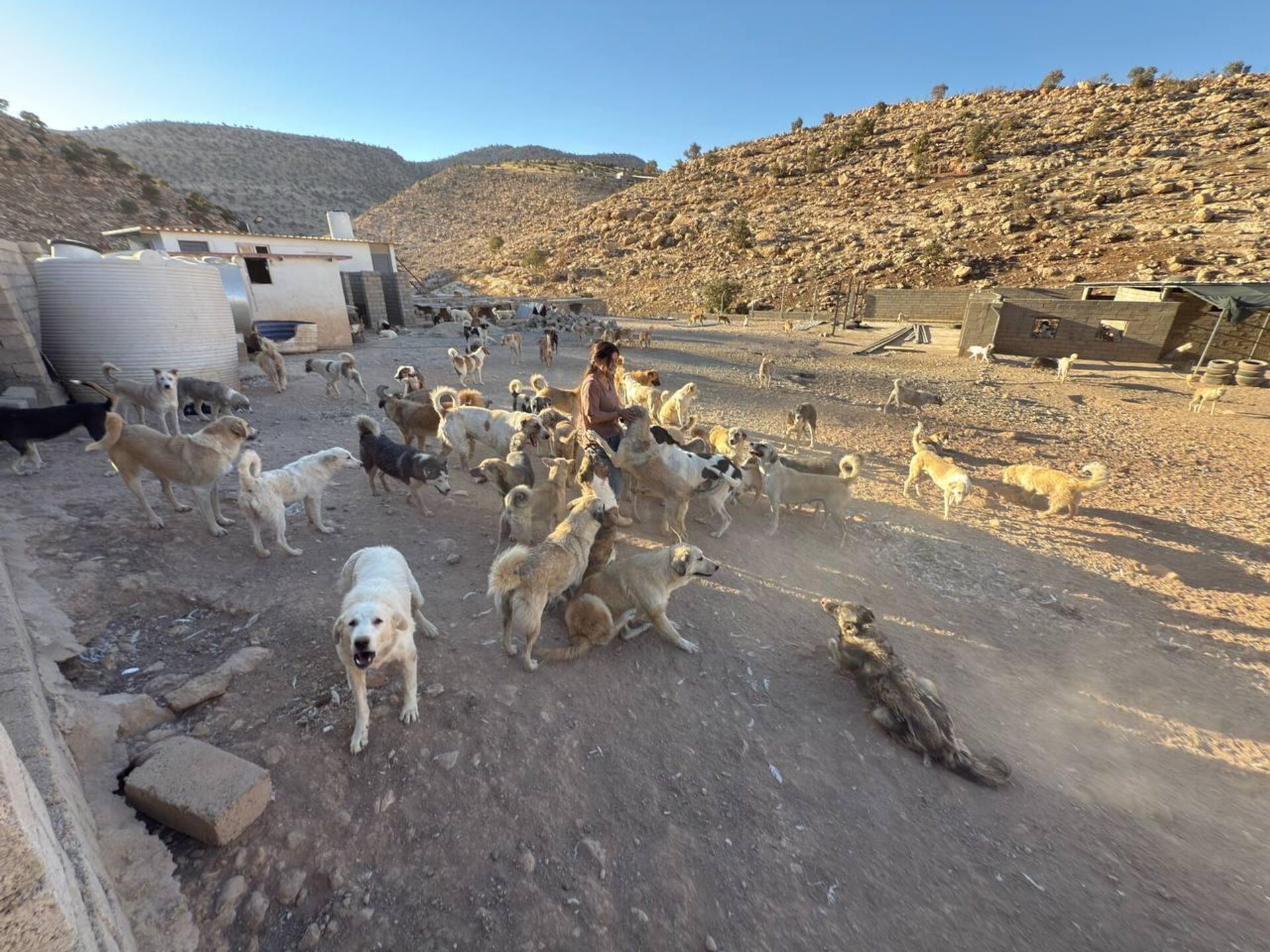 من لاكي إلى ملاذ الرحمة.. قصة امرأة عراقية وهبت حياتها لإنقاذ الحيوانات السائبة - سبوتنيك عربي, 1920, 12.10.2025
