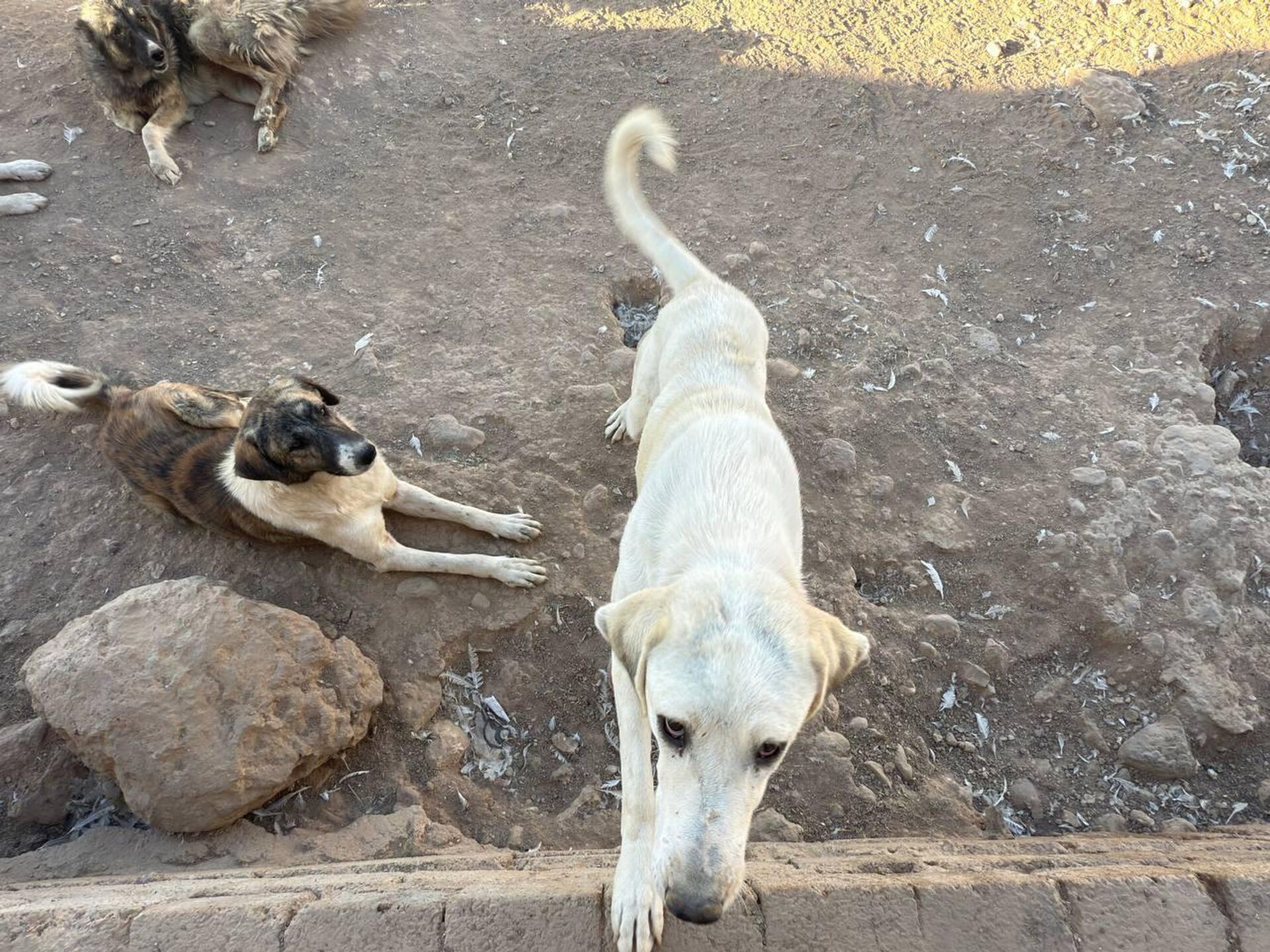 من لاكي إلى ملاذ الرحمة.. قصة امرأة عراقية وهبت حياتها لإنقاذ الحيوانات السائبة - سبوتنيك عربي, 1920, 12.10.2025