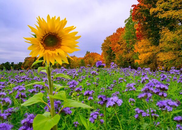 زهرة دوار الشمس، بين أزهار الفاسيليا البنفسجية في حقل من الأشجار المتساقطة الأوراق بألوان الخريف، في برلين. - سبوتنيك عربي
