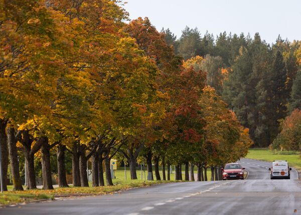 أوراق ملونة على الأشجار خلال فصل الخريف في السويد. - سبوتنيك عربي