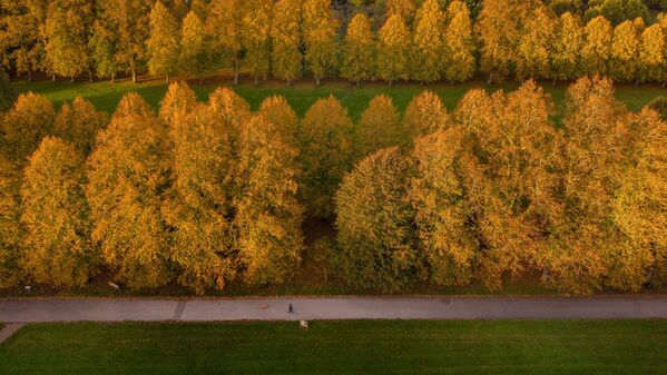 لقطة جوية لأشعة الشمس التي تعكس ألوان الخريف الذهبية على ممر أشجار في حديقة ماربري، في المملكة المتحدة. - سبوتنيك عربي