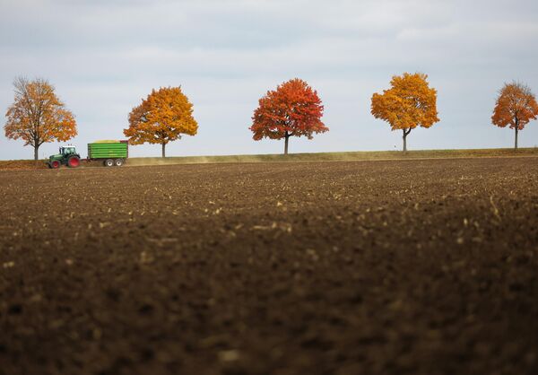 مزارع يقود سيارته بين أشجار تلونت أوراقها بألوان الخريف، حاملاً مقطورة محملة بالذرة.  - سبوتنيك عربي