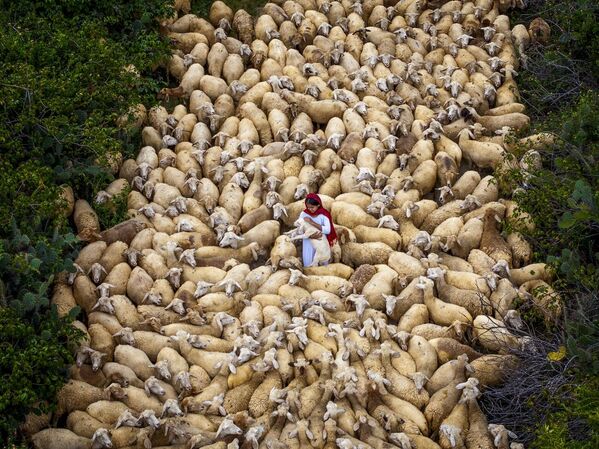 رحلات ومغامرات -  في طريق العودة.  خلال رحلة برية عبر جنوب فيتنام، صادفت ماريا غابرييلا عدة أغنام على طول الطريق، بالكاد يرى رعاتها في الأفق.كان الشفق يحل، وبدأ رذاذ خفيف بالهطول، مغلفا المشهد بجو هادئ ومثير.بدت الأغنام متجهة نحو المزرعة عندما لفت انتباهها مشهد مؤثر للغاية: فتاة صغيرة تحمل حملا بين ذراعيها، غارقة في قلب القطيع، تتحرك ببطء. كان هناك شيء ما هش وقوي فيها، وتبين أن تلك اللحظة مميزة بشكل غير متوقع. باك آي، فوك ترونغ (فيتنام) ماريا غابرييلا روشا غوميز - سبوتنيك عربي