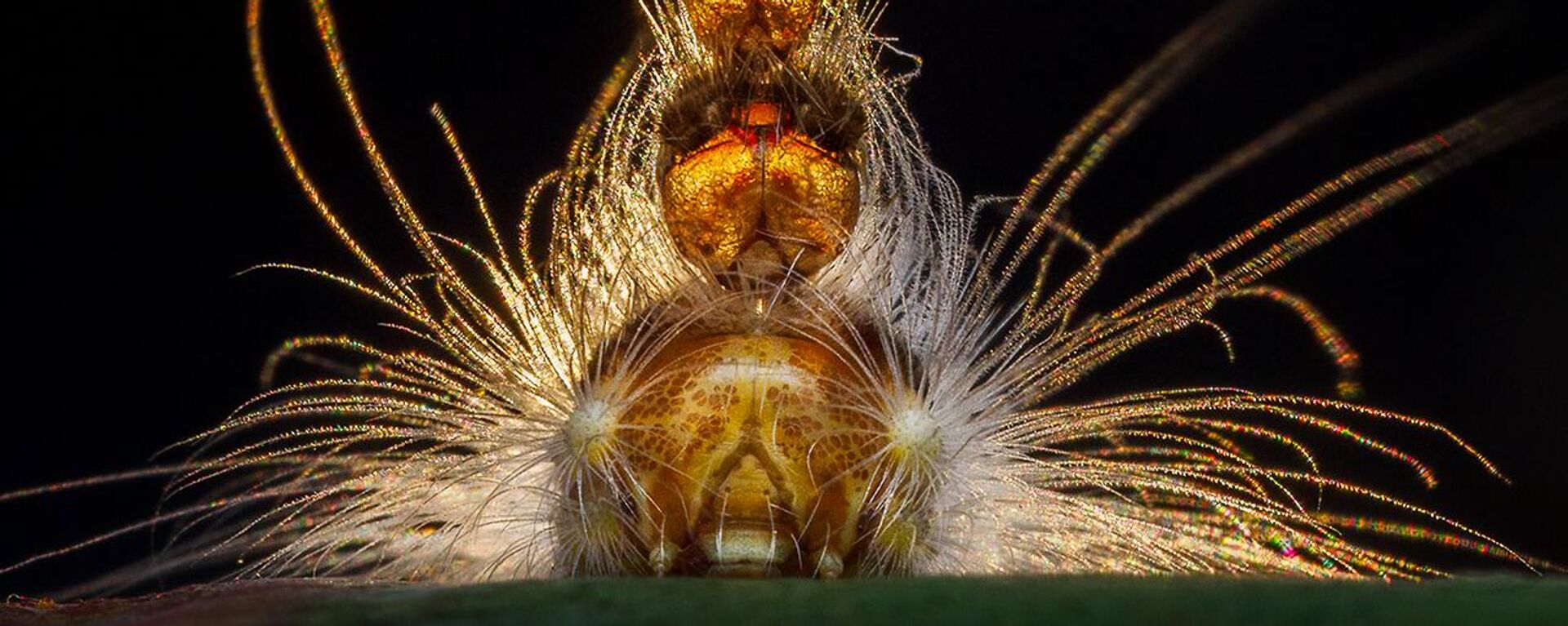 صورة Mad Hatterpillar، للمصورة جورجينا ستيتلر، الفائزة بجائزة فئة سلوك اللافقاريات، في مسابقة مصور الحياة البرية لعام 2025 - سبوتنيك عربي, 1920, 16.10.2025