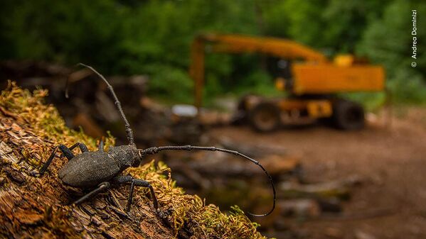 صورة "بعد الدمار"، التقطها المصور الإيطالي أندريا دومينيزي، حصلت على لقب "مصور الحياة البرية الشاب" لهذا العام، في "مسابقة مصور الحياة البرية لعام 2025" صورة "بعد الدمار"، التقطها المصور الإيطالي أندريا دومينيزي، حصلت على لقب "مصور الحياة البرية الشاب" لهذا العام، في "مسابقة مصور الحياة البرية لعام 2025" - سبوتنيك عربي