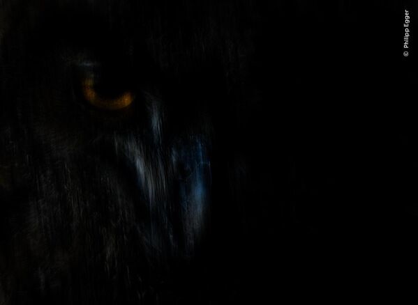 "صائد الظلال" للمصور الإيطالي فيليب إيجر، الفائز بفئة صور الحيوانات، في مسابقة "مصور الحياة البرية لعام 2025" "صائد الظلال" للمصور الإيطالي فيليب إيجر، الفائز بفئة صور الحيوانات، في مسابقة "مصور الحياة البرية لعام 2025" - سبوتنيك عربي