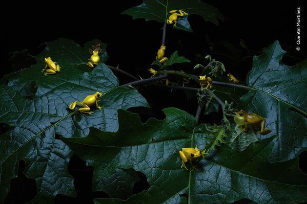 فازت صورة "الضفادع المرحة"، التي التقطها المصور الفرنسي كوينتين مارتينيز، بفئة "السلوك: البرمائيات والزواحف"، في مسابقة "مصور الحياة البرية لعام 2025" فازت صورة "الضفادع المرحة"، التي التقطها المصور الفرنسي كوينتين مارتينيز، بفئة "السلوك: البرمائيات والزواحف"، في مسابقة "مصور الحياة البرية لعام 2025" - سبوتنيك عربي