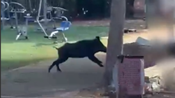 خنازير برية تقتحم مدرسة في اسرائيل - سبوتنيك عربي