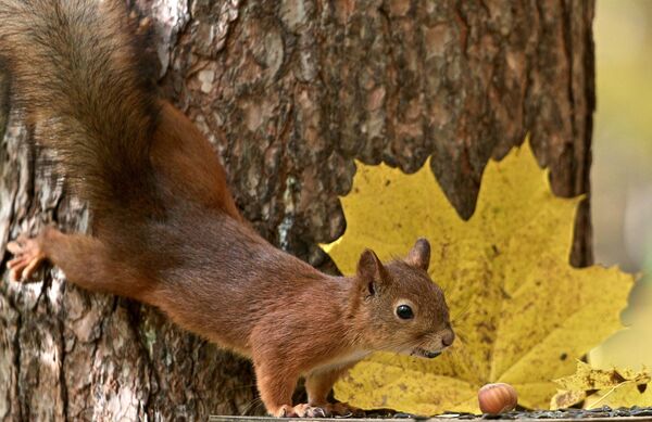 سنجاب في حديقة "سوسنوفكا" في سان بطرسبورغ. سنجاب في حديقة "سوسنوفكا" في سان بطرسبورغ. - سبوتنيك عربي