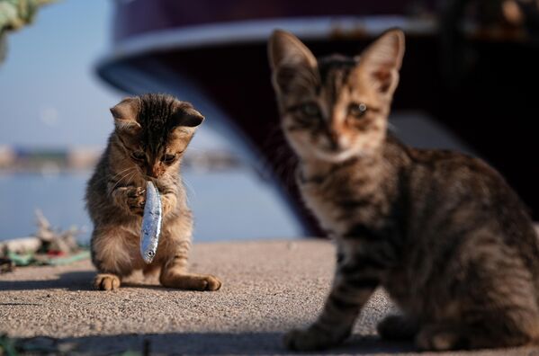 قطط تأكل سمك السردين بعد عودة الصيادين في تركيا. - سبوتنيك عربي