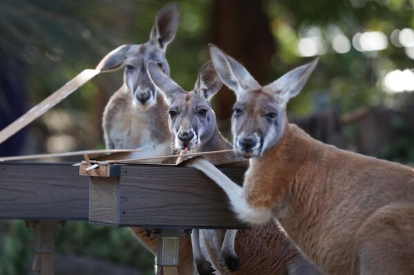 شوهدت حيوانات الكنغر الحمراء خلال جلسة تغذية صباحية مبكرة في معرض نورا ديا أستراليا، في حديقة حيوان تارونجا، سيدني، أستراليا، في 23 أكتوبر 2025. - سبوتنيك عربي