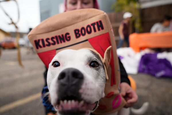 ماكينزي سميث-إمريتش ترتدي زيًا لكلبتها سادي خلال فعالية "خدعة أم حلوى" للكلاب، الجمعة 17 أكتوبر/تشرين الأول 2025، في لانسينغ، ميشيغان. - سبوتنيك عربي