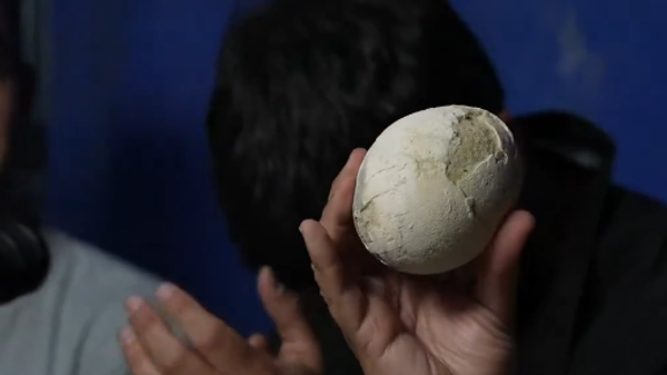 إكتشاف بيضة ديناصور بحالة مذهلة في الأرجنتين - سبوتنيك عربي