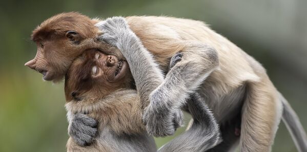 عناق أخوي في وسط الغابة الماليزية، في شمال جزيرة بورنيو. عناق أخوي في وسط الغابة الماليزية، في شمال جزيرة بورنيو. - سبوتنيك عربي