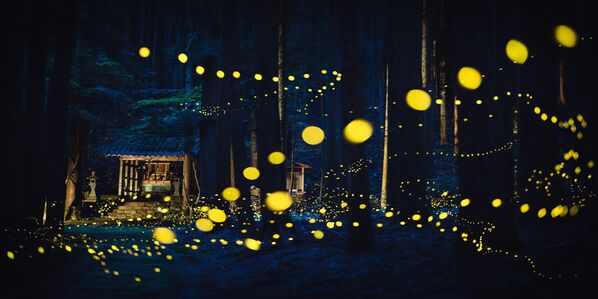 رقصة اليراعات المقدسة في اليابان. رقصة اليراعات المقدسة في اليابان. - سبوتنيك عربي