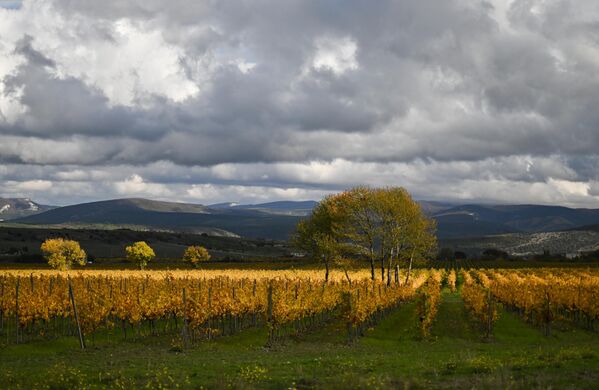 كروم العنب في وادي زولوتايا بالكا في منطقة بالاكلافا في جمهورية القرم الروسية. كروم العنب في وادي زولوتايا بالكا في منطقة بالاكلافا في جمهورية القرم الروسية. - سبوتنيك عربي