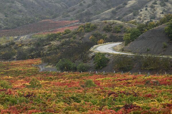 مزارع الكروم في قرية فورون في جمهورية القرم الروسية. مزارع الكروم في قرية فورون في جمهورية القرم الروسية. - سبوتنيك عربي