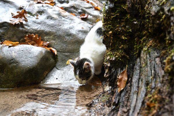 قطة تشرب الماء عند شلال دجور-دجور في جمهورية القرم الروسية. قطة تشرب الماء عند شلال دجور-دجور في جمهورية القرم الروسية. - سبوتنيك عربي