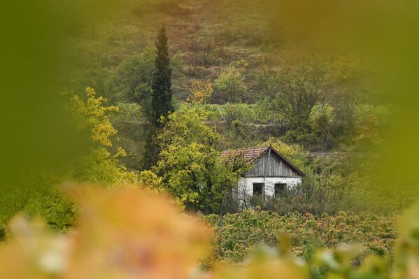 مزارع الكروم في قرية فورون في جمهورية القرم الروسية. مزارع الكروم في قرية فورون في جمهورية القرم الروسية. - سبوتنيك عربي