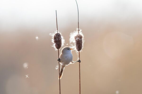 طائر صغير يلعب على قصبة في منتزه لونغفينغ للأراضي الرطبة، في  الصين.  - سبوتنيك عربي