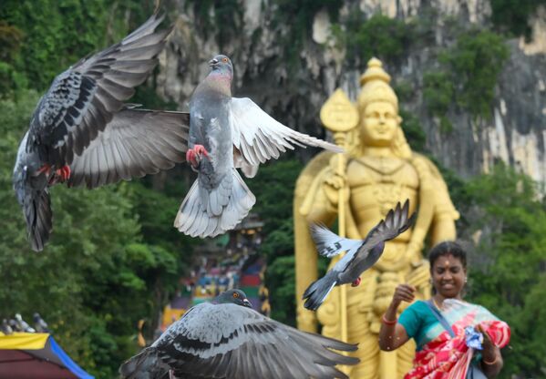 صورة تظهر قيام سائحين أمام تمثال الإله موروغان. بإطعام الطيور في كهوف باتو في كوالالمبور.  - سبوتنيك عربي
