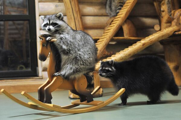 خلال لعب حيوانات الراكون في حديقة الحيوانات الأليفة "راكون إيزبا" في تامبوف. - سبوتنيك عربي